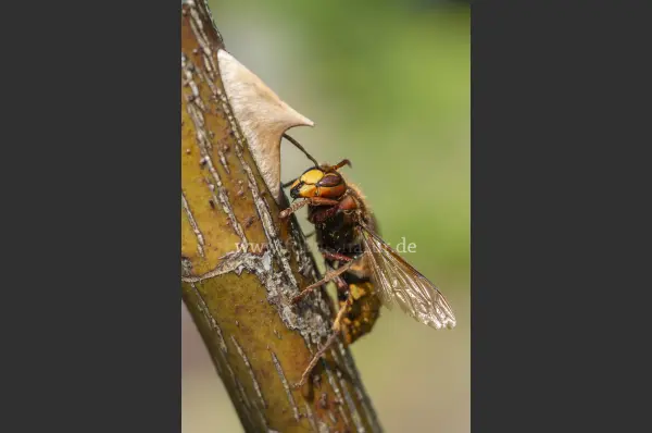 Fokus-Natur Bild