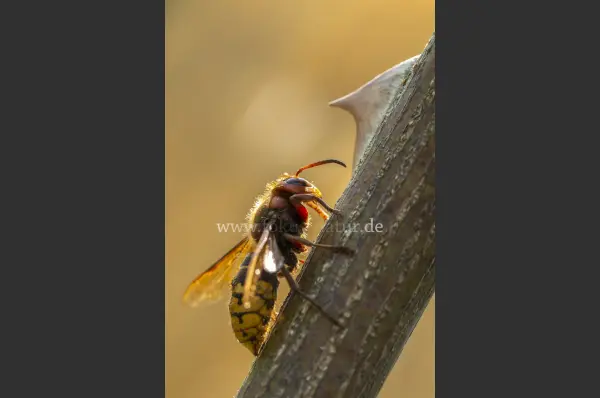 Fokus-Natur Bild