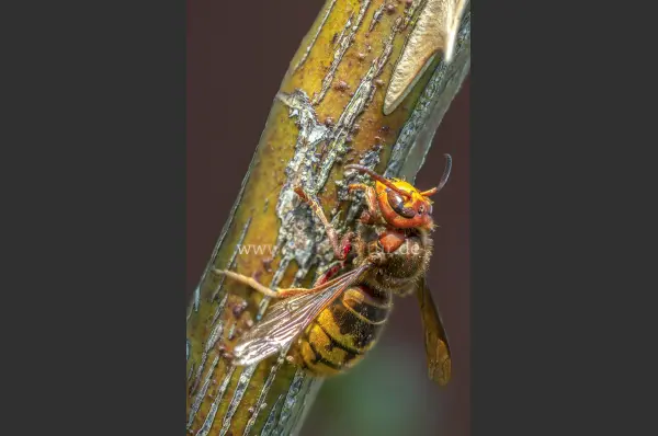 Fokus-Natur Bild