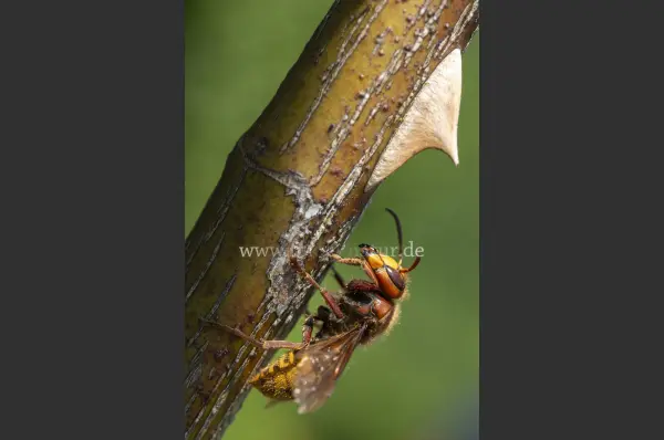 Fokus-Natur Bild
