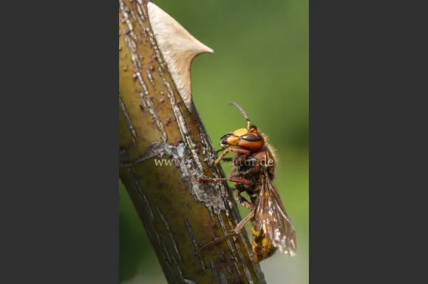 Fokus-Natur Bild