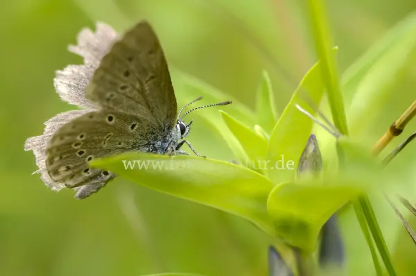 Fokus-Natur Bild