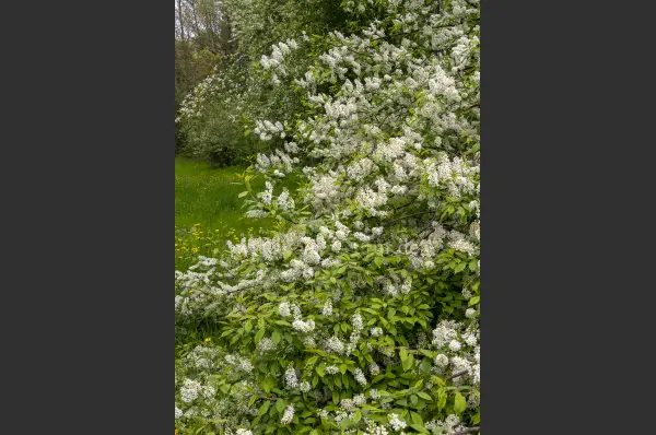 Fokus-Natur Bild