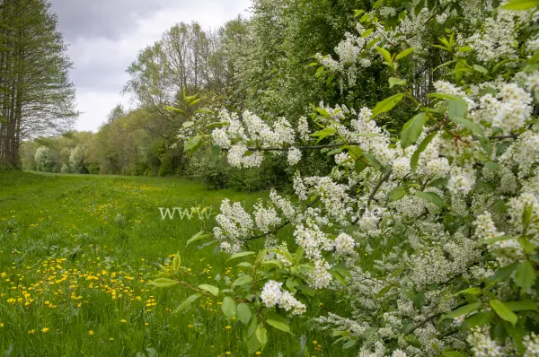 Fokus-Natur Bild