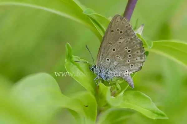Fokus-Natur Bild