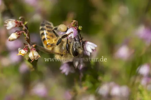 Fokus-Natur Bild