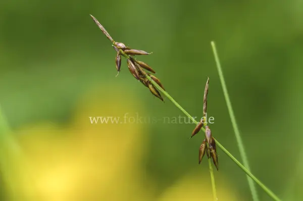 Fokus-Natur Bild