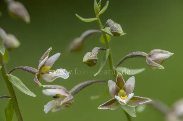 Fokus-Natur Bild