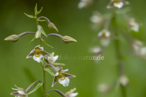 Fokus-Natur Bild