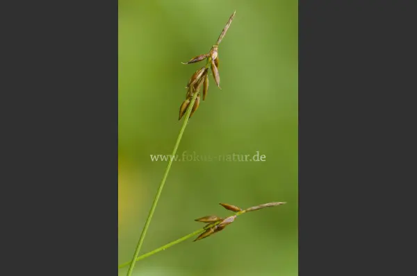 Fokus-Natur Bild