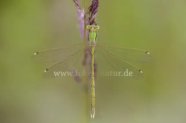Fokus-Natur Bild