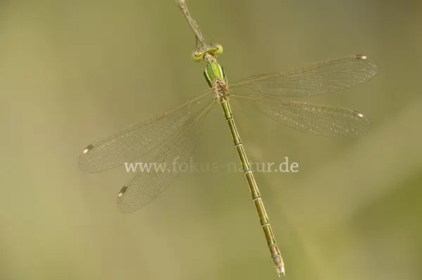 Fokus-Natur Bild