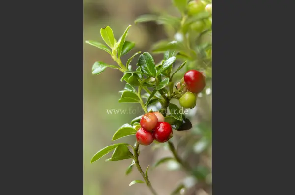 Fokus-Natur Bild
