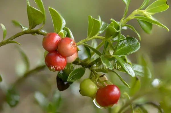 Fokus-Natur Bild