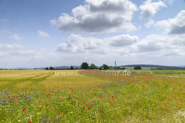 Fokus-Natur Bild