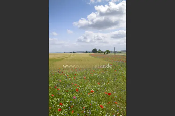 Fokus-Natur Bild
