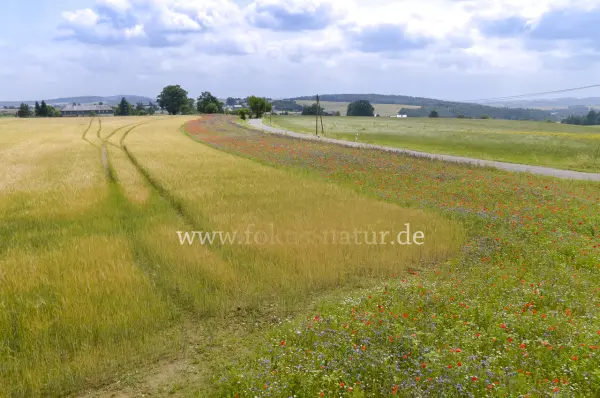 Fokus-Natur Bild