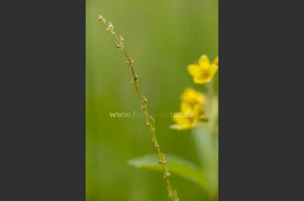 Fokus-Natur Bild