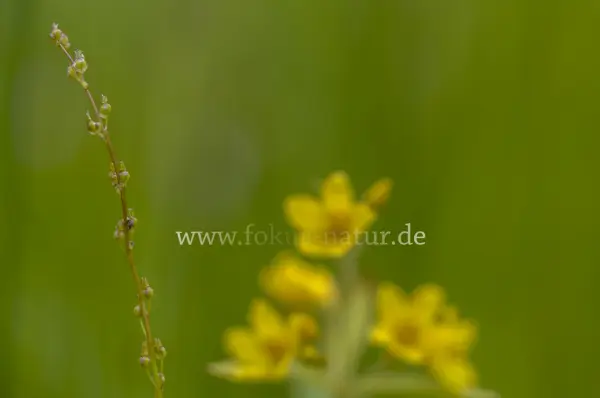 Fokus-Natur Bild