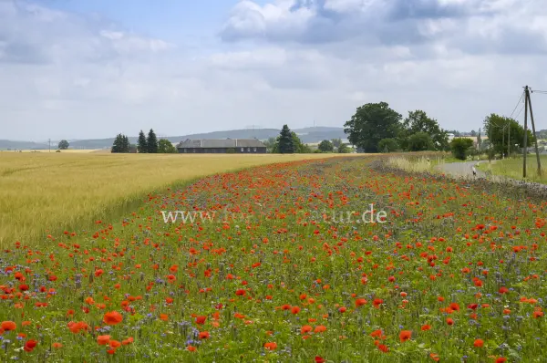 Fokus-Natur Bild