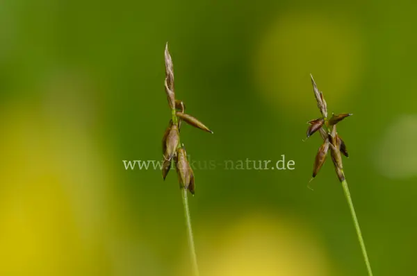 Fokus-Natur Bild