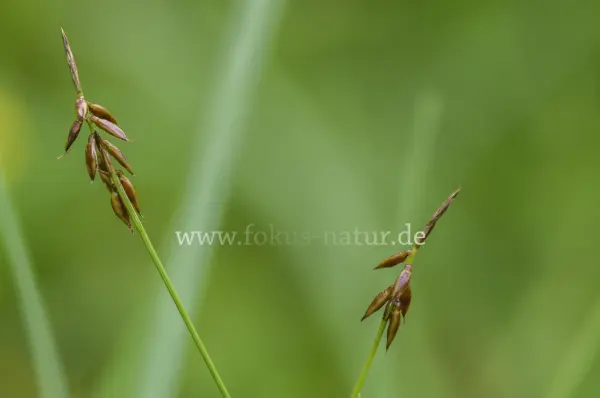 Fokus-Natur Bild