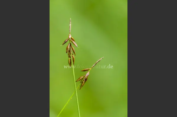 Fokus-Natur Bild