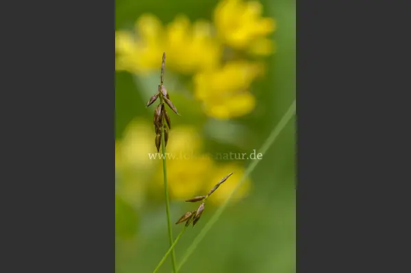 Fokus-Natur Bild