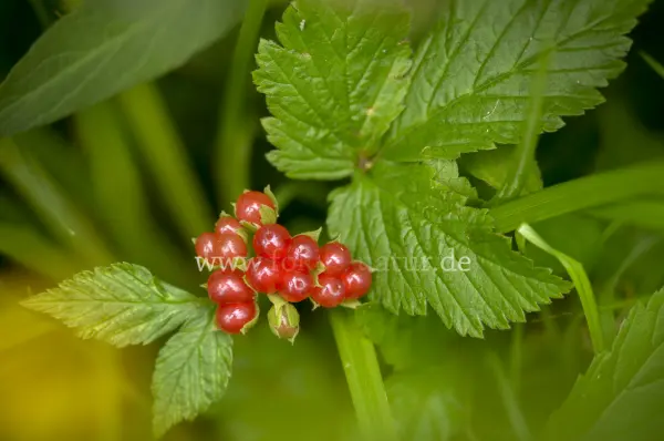 Fokus-Natur Bild