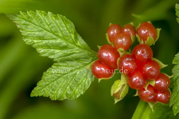 Fokus-Natur Bild