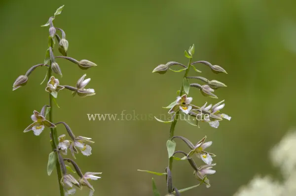 Fokus-Natur Bild