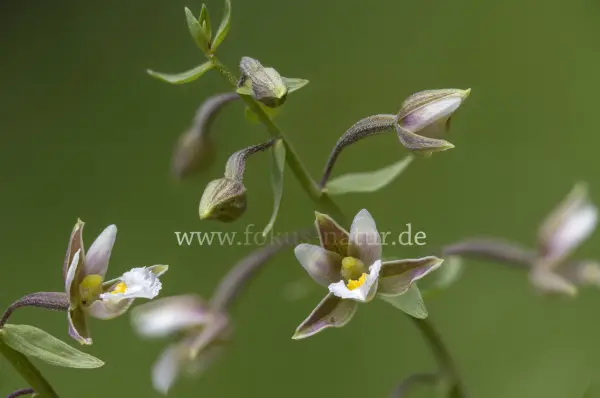 Fokus-Natur Bild