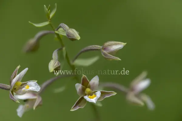 Fokus-Natur Bild