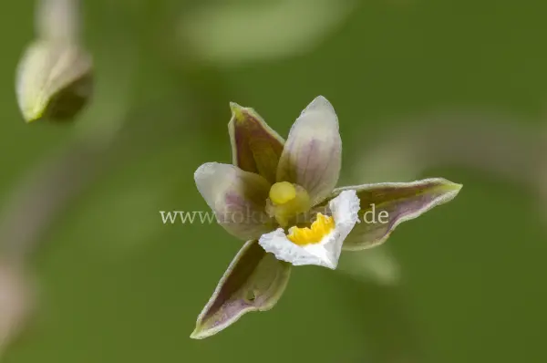 Fokus-Natur Bild