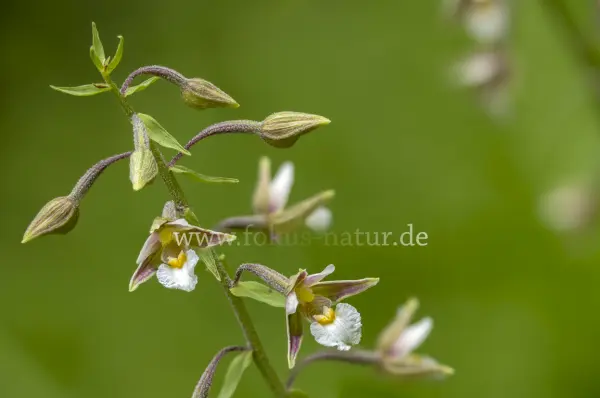 Fokus-Natur Bild