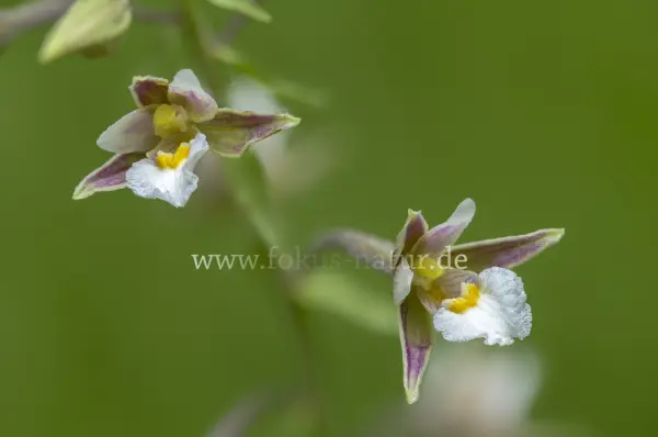 Fokus-Natur Bild