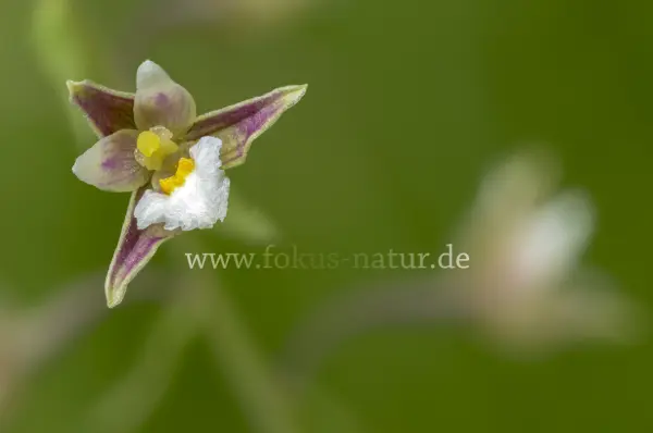 Fokus-Natur Bild