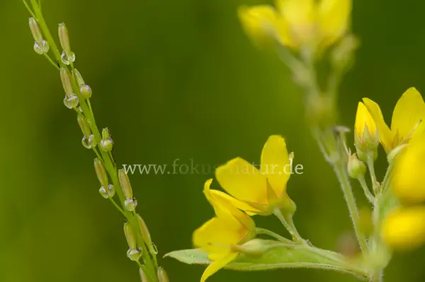 Fokus-Natur Bild