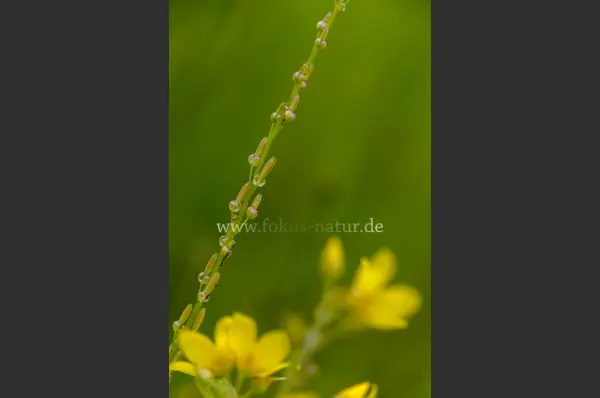 Fokus-Natur Bild