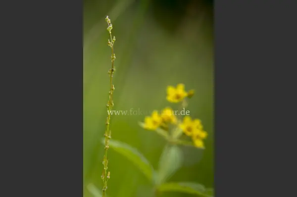 Fokus-Natur Bild