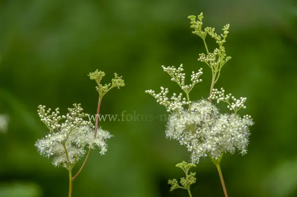 Fokus-Natur Bild