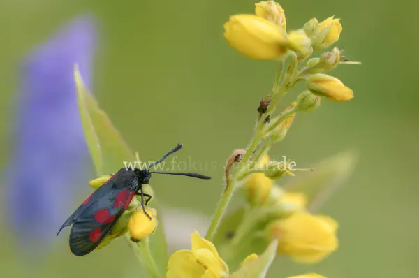 Fokus-Natur Bild
