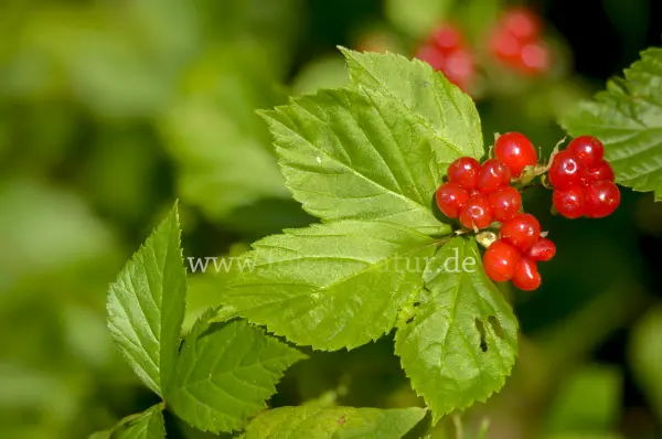 Fokus-Natur Bild