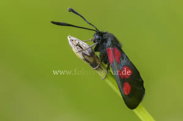 Fokus-Natur Bild