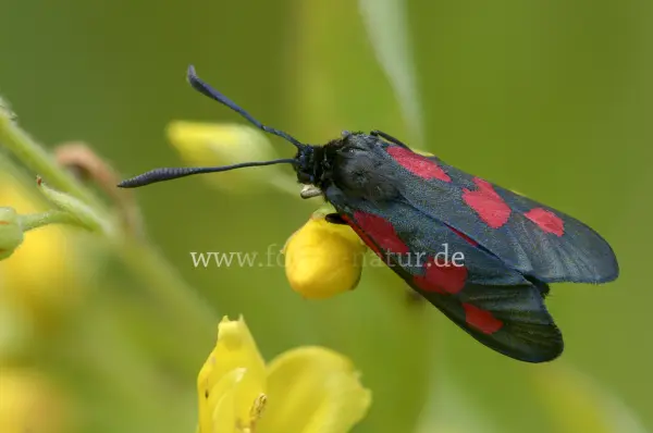 Fokus-Natur Bild