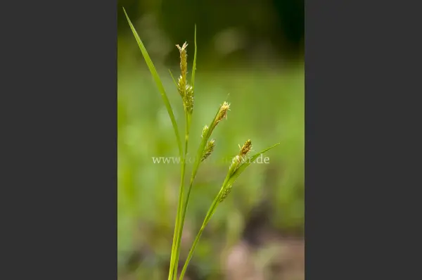 Fokus-Natur Bild