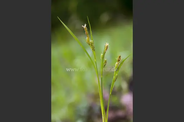 Fokus-Natur Bild
