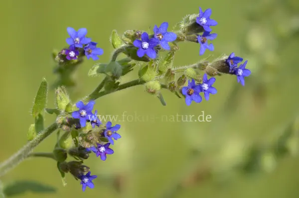 Fokus-Natur Bild