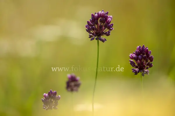 Fokus-Natur Bild