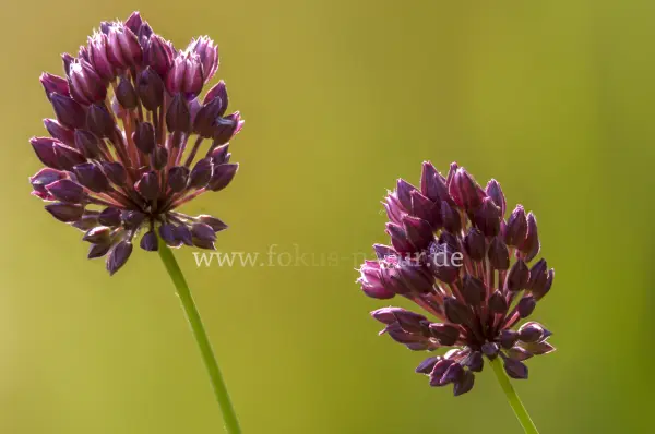 Fokus-Natur Bild